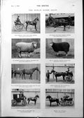 Old Dublin Horse Show Lord Whitegate Horse Flanagans Ram Hodgin 1898 Victorian