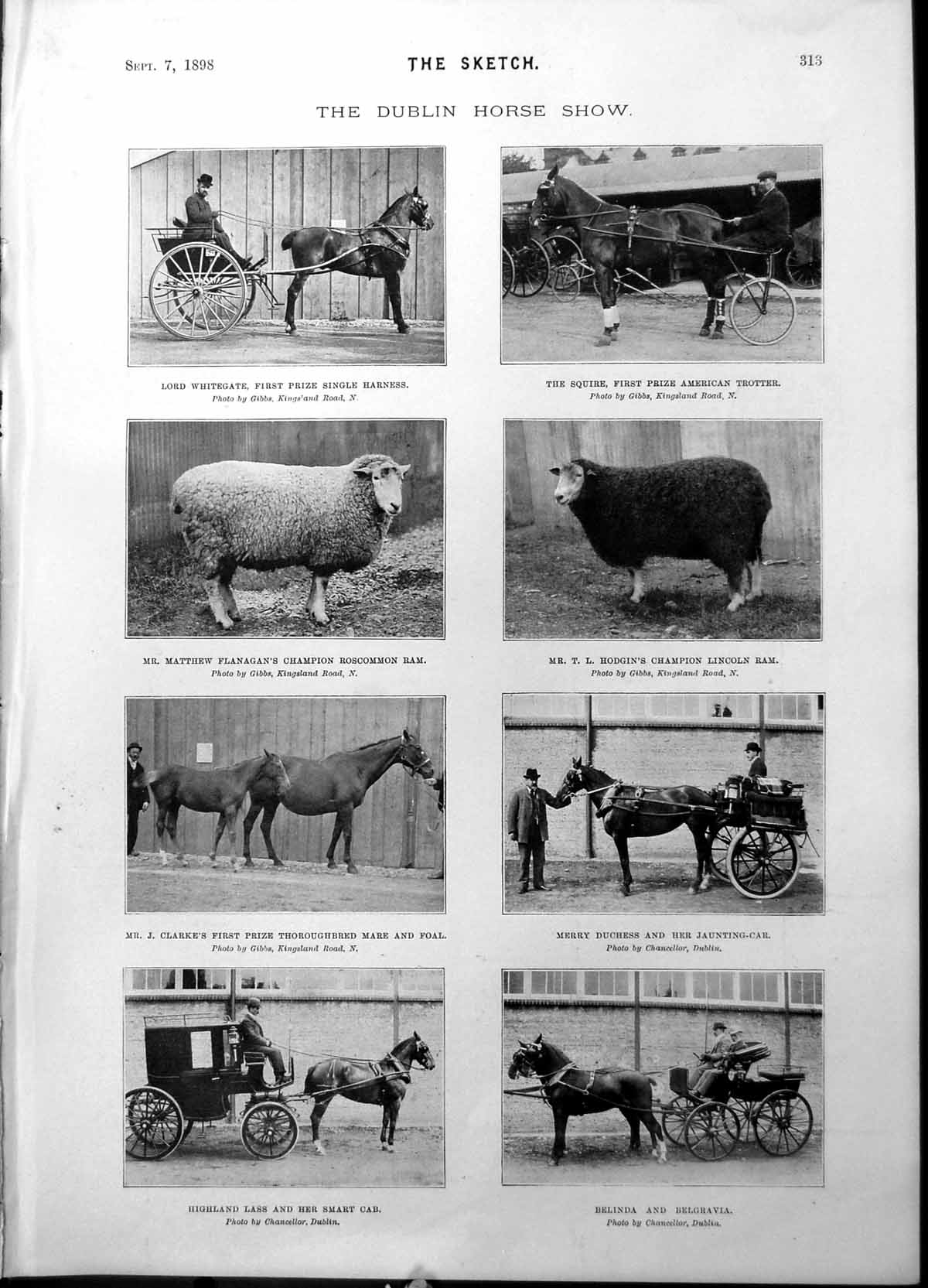 Old Dublin Horse Show Lord Whitegate Horse Flanagans Ram Hodgin 1898 Victorian