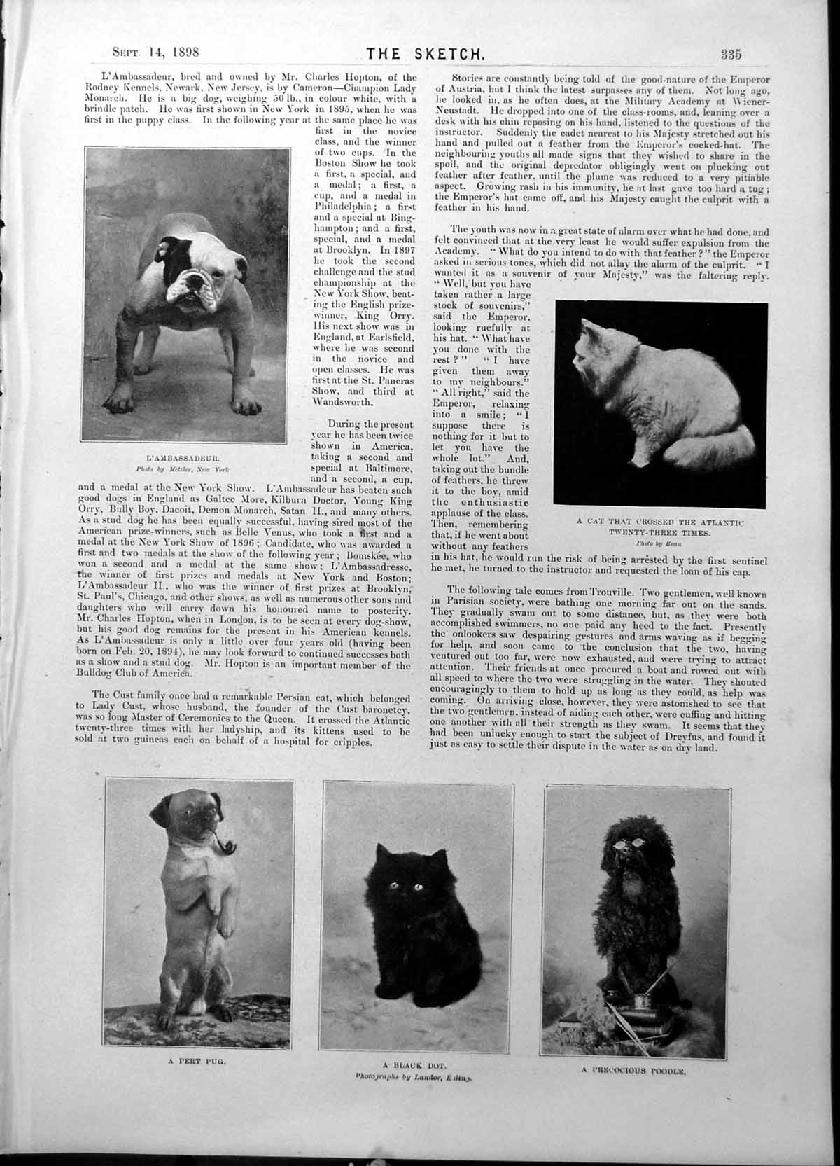 Old Dogs Cats Pug Poodle Garrick Kean Macklin As Macbeth Mrs Yates189 Victorian