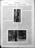 Old Print Gamekeepers Vermin Pole Ladder Children Pensioners Dunmow 1898 19th