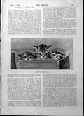 Old Three Kittens Keiths Theatre Boston Bijou Theatre Philadelphia 18 Victorian