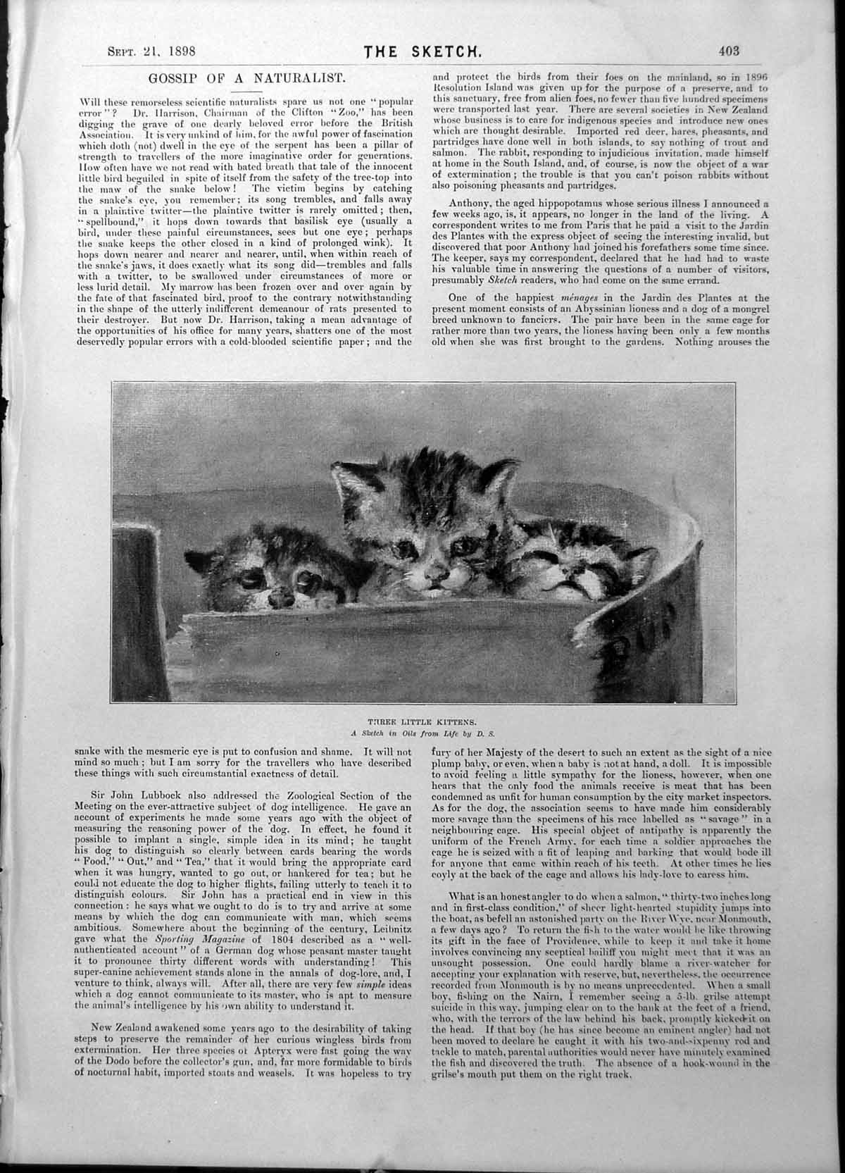 Old Three Kittens Keiths Theatre Boston Bijou Theatre Philadelphia 18 Victorian