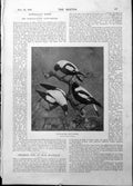 Original Old Antique Print White Backed Crow Shrikes Photo Wilson Aberdeen 1898