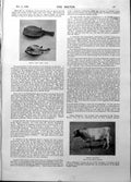 Old Print Bull Cow Fish Cow Coyne Fletcher Sadie Cushing Parsee Lady 1898 19th