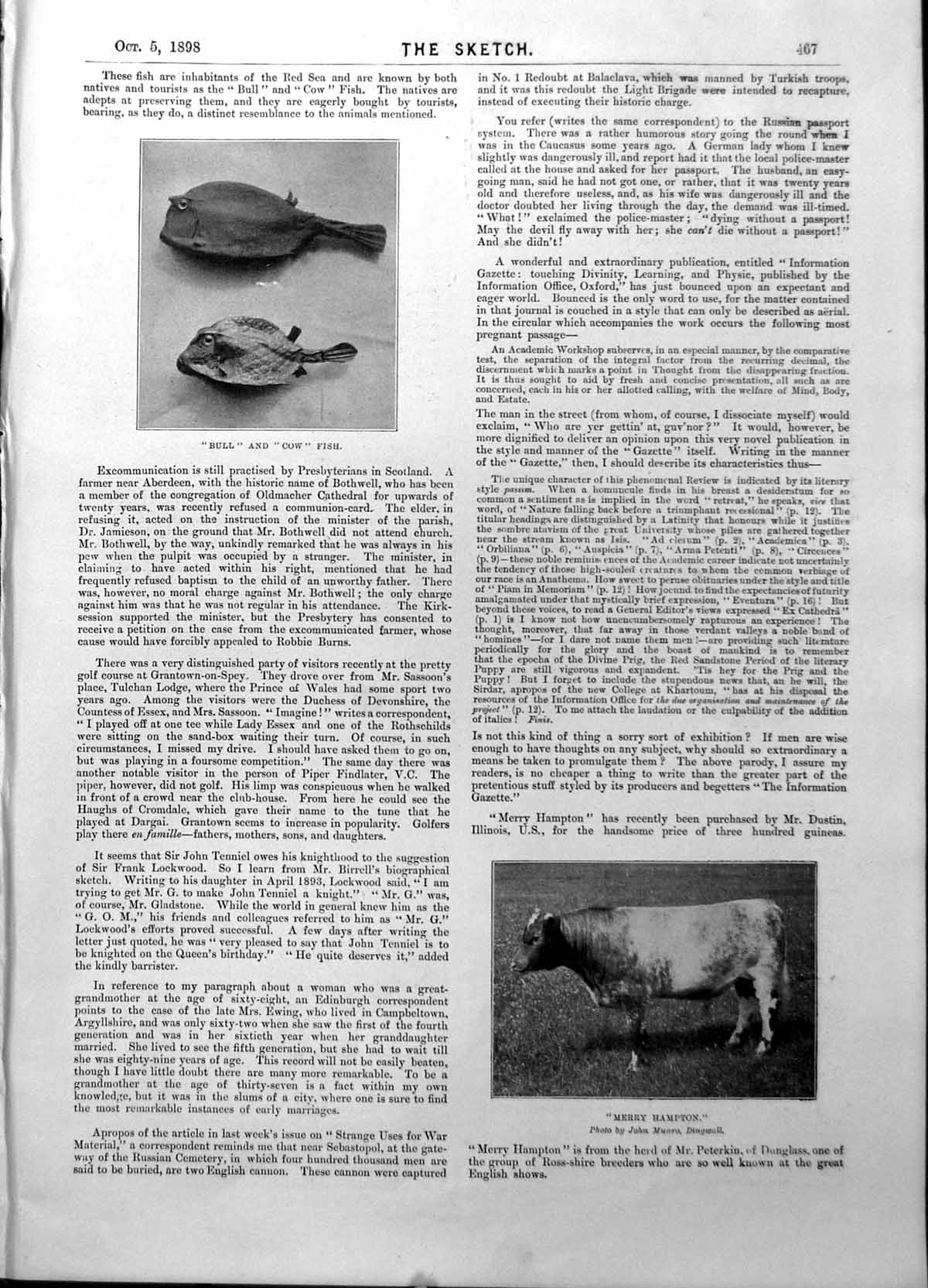 Old Print Bull Cow Fish Cow Coyne Fletcher Sadie Cushing Parsee Lady 1898 19th