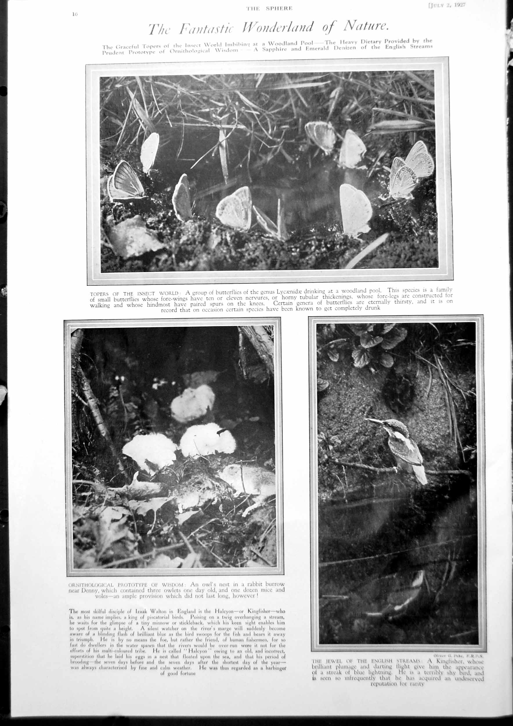 Old Print Butterflies Owls Nest Kingfisher Charles Dickes Performer 1927 20th