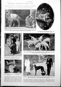 Antique Old Print Tiger Lion Dalmatians Dogs Brooklands Race Track News 1927