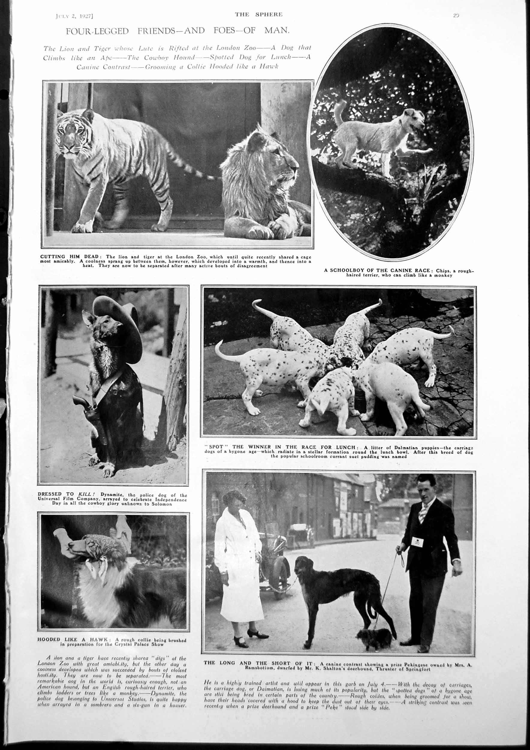 Antique Old Print Tiger Lion Dalmatians Dogs Brooklands Race Track News 1927
