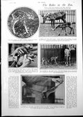 Antique Old Print Babies Zoo Virginian Deer Indian Fruit Bat Andrew Lang 1927