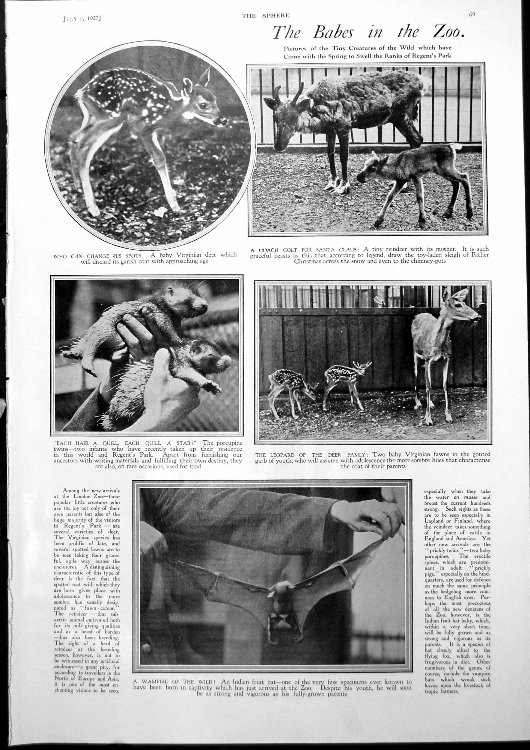 Antique Old Print Babies Zoo Virginian Deer Indian Fruit Bat Andrew Lang 1927