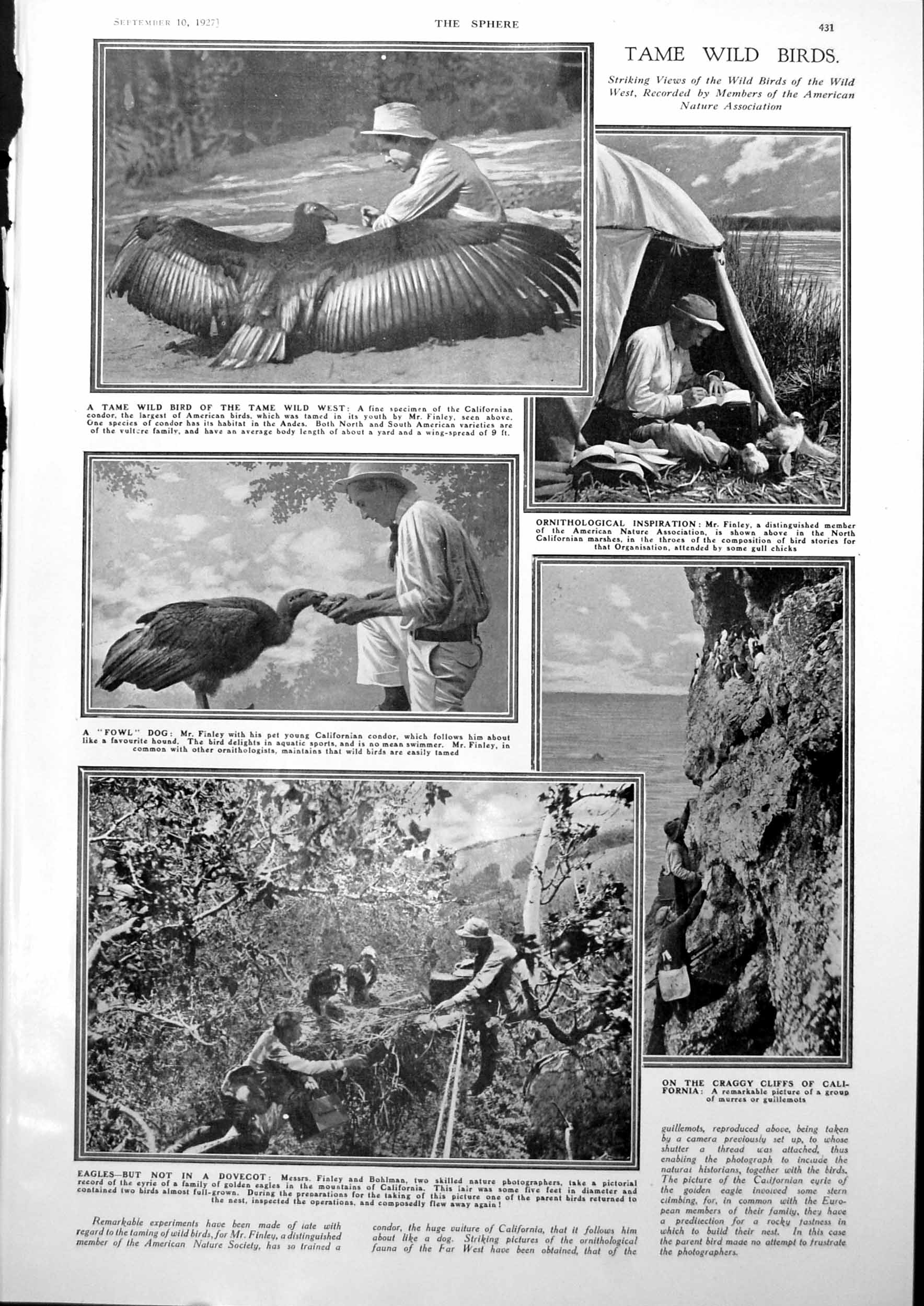 Antique Print Tame Wild Birds Californian Condor Flamand Fishers Nets 1927 20th