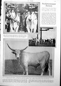 Antique Old Print Sacred Bulls Horned Oxen German Police Training News 1927