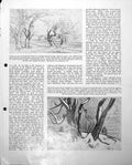 Antique Old Print Studies Trees In Pencil Drawing Light Shade Movement C1952