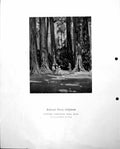 Old Vintage Print Redwood Forest California Leonard Richmond People C1952 20th