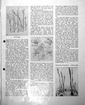Antique Print Charles Chaplin Trees Spain Man Carrying Baskets Malaga C1952