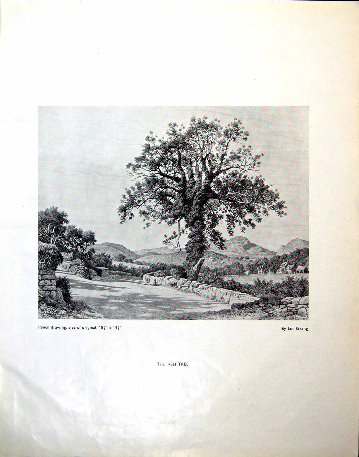 Original Old Vintage Print The Ash Tree Ian Strang Moelwyns Fields Hills 1945