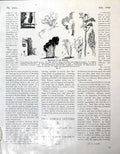 Antique Old Print Study Massing Trees Lettering Rough Fashion Drawing 1946