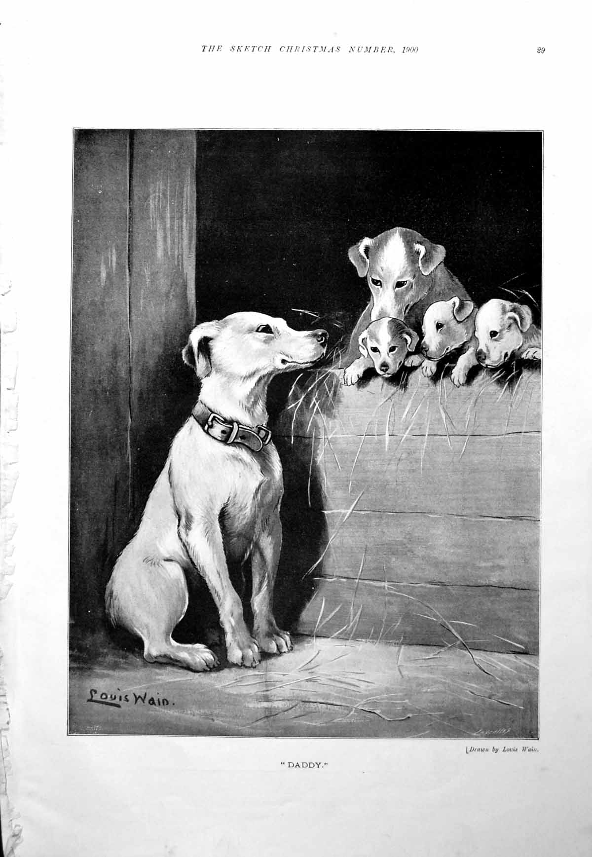 Old Daddy Proud Dog Family Pups Louis Waid Miss Merrie Osborne 1900Victorian
