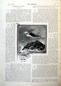 Antique Print Great Blackbacked Gull Standing Rock Waves Flying Birds 1893 19th