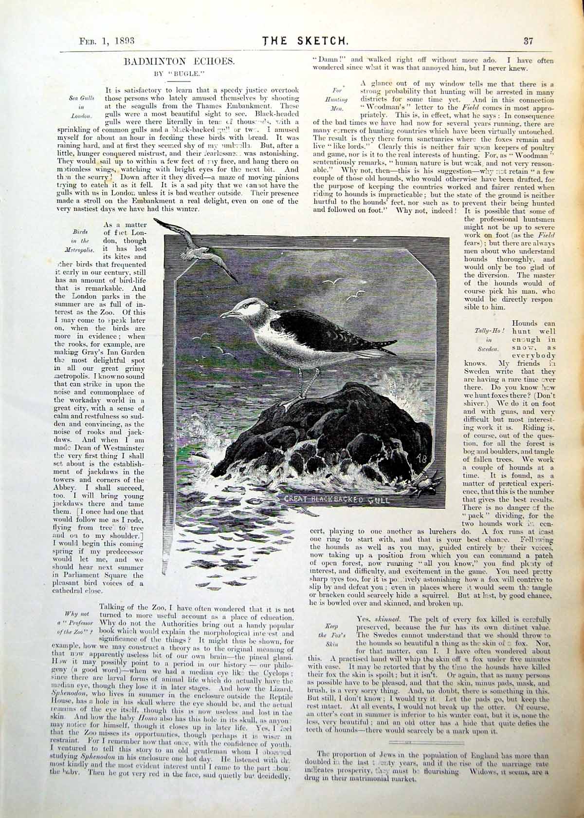 Antique Print Great Blackbacked Gull Standing Rock Waves Flying Birds 1893 19th