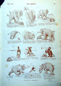 Old Print Elephant Bathing Porcupine Man Human Curiosities Changing 1893 19th