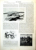 Antique Print Waterloo Cup Dogs Leaping Shooting Birds Goshawk Rabbit 1893