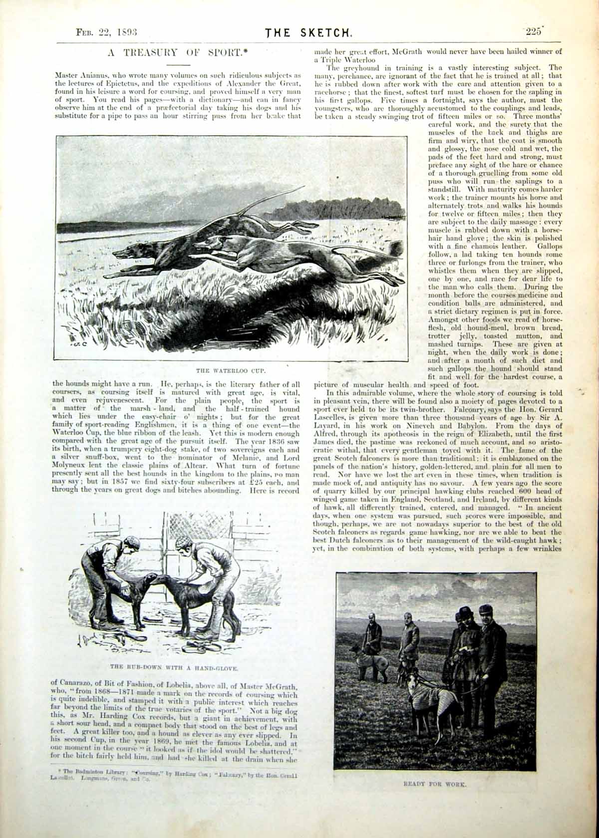 Antique Print Waterloo Cup Dogs Leaping Shooting Birds Goshawk Rabbit 1893