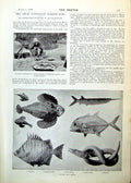 Old Saville-Kent Australia Barrier Reef Fish Corals Alcyonaria 1893Victorian