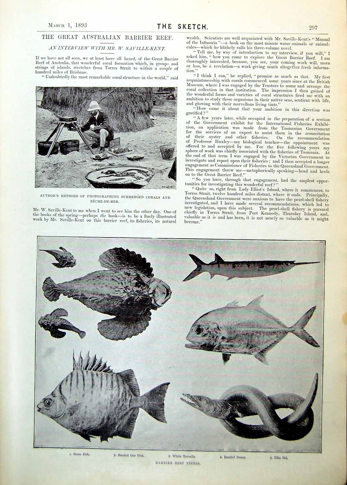 Old Saville-Kent Australia Barrier Reef Fish Corals Alcyonaria 1893Victorian