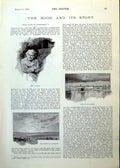 Old Print Captain Snow Patagonia Plains Organ-Bird Eagle-Owl Flower 1893 19th
