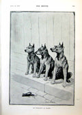 Antique Print Three Dogs Sitting Kerbside Duck Head Union Wreath Song 1893