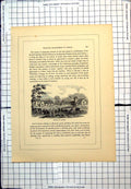 Old Antique Print Schools At Ockham Range Buildings Children Adults Trees