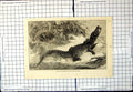 Antique Old Print Alligator From Sumatra For Brighton Aquarium Foliage 1880