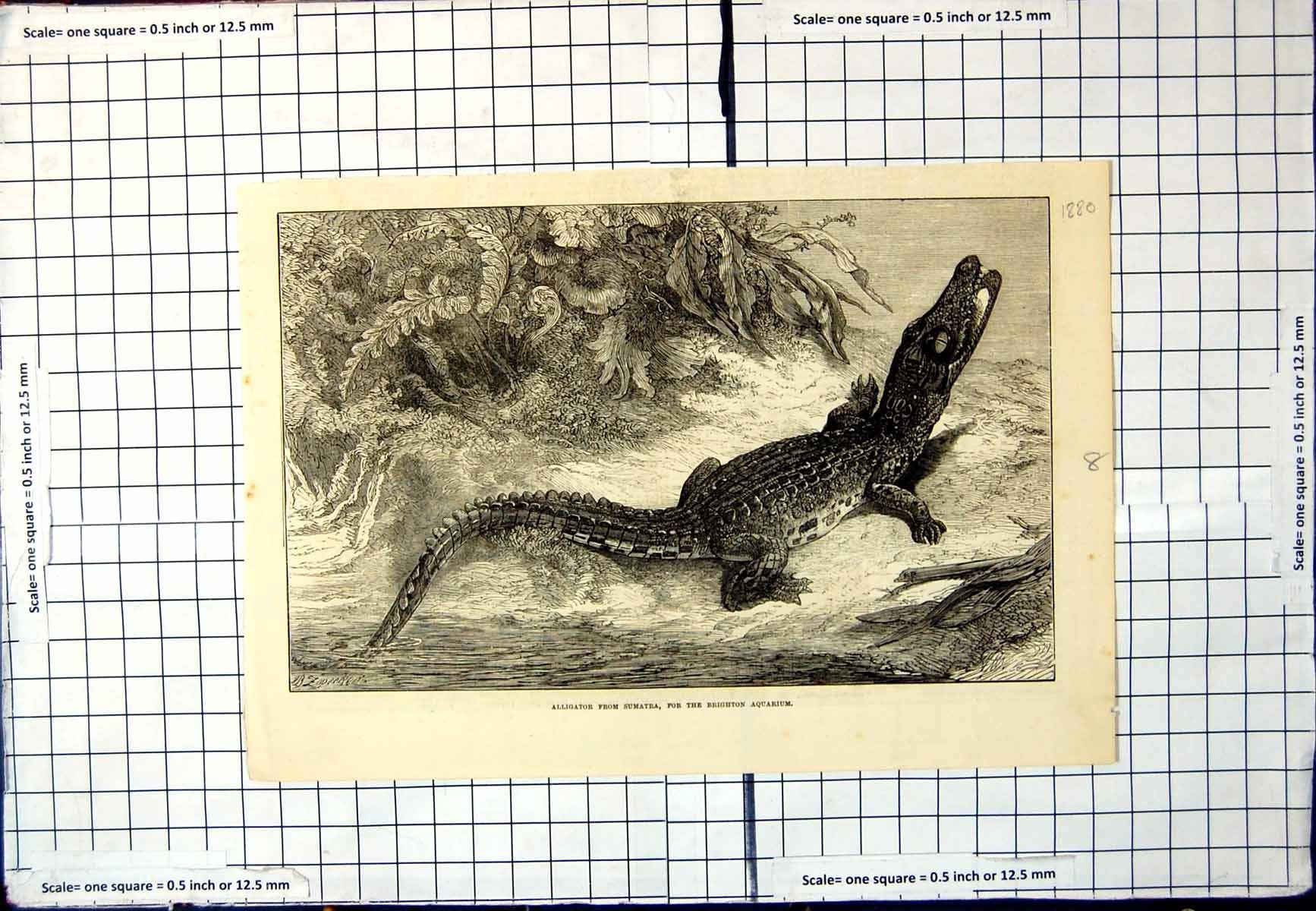 Antique Old Print Alligator From Sumatra For Brighton Aquarium Foliage 1880