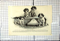 Antique Old Print Hudso'S Soap Advert Puppies Water Trough For Outside Shops
