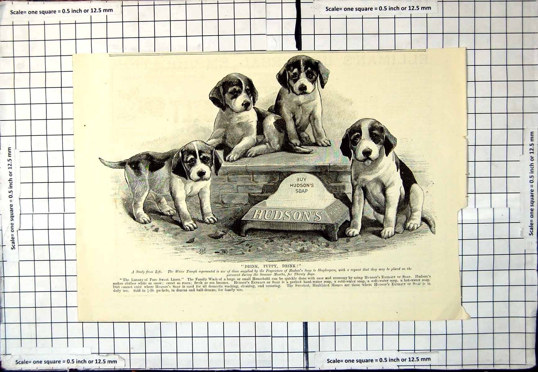 Antique Old Print Hudso'S Soap Advert Puppies Water Trough For Outside Shops