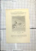 Antique Print Larantuka Indonesia Larantoeka Solor Adanare French Map C1889