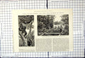Antique Print Ourang-Outang British North Borneo Rolling Timber Jungle 1886
