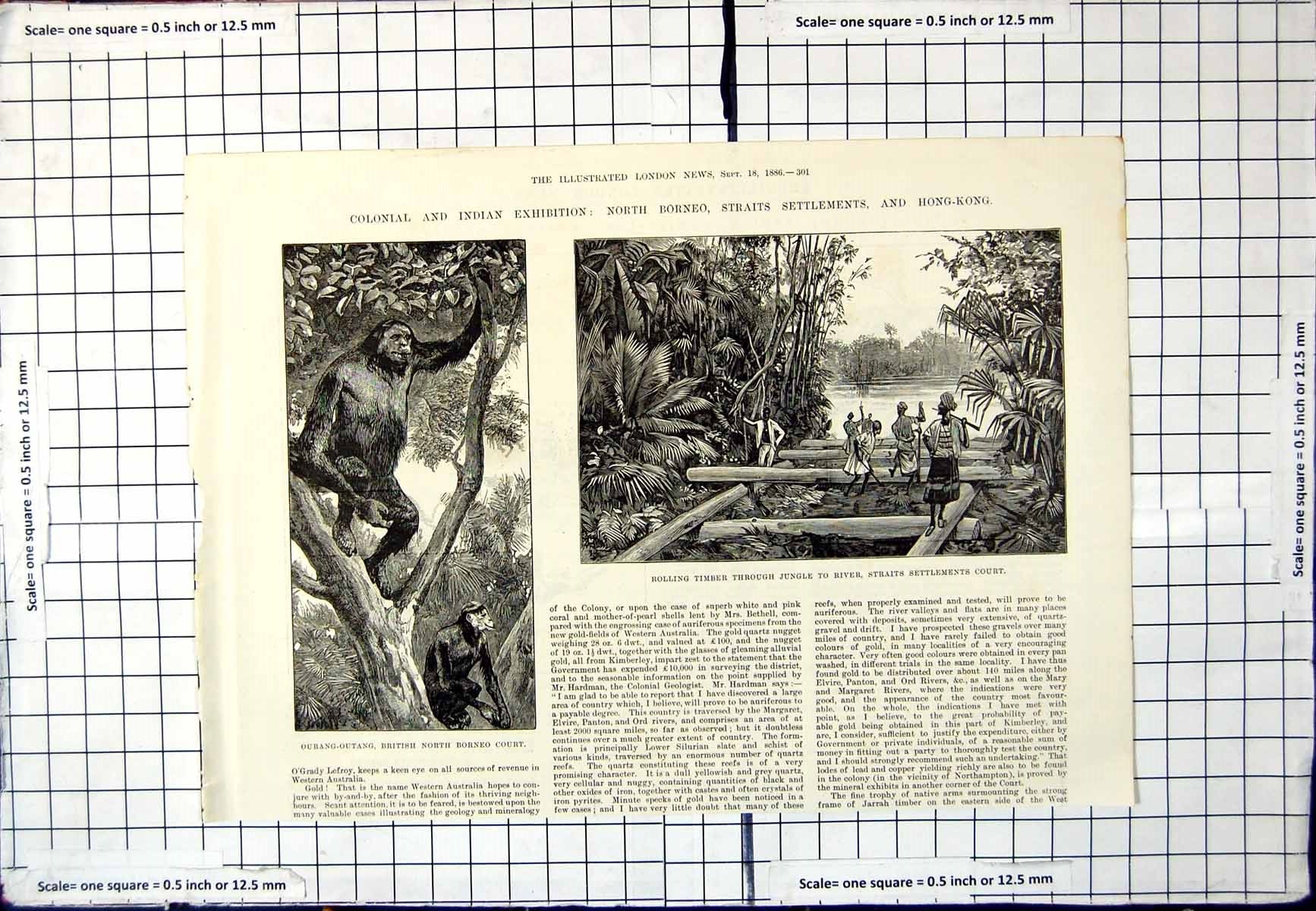 Antique Print Ourang-Outang British North Borneo Rolling Timber Jungle 1886