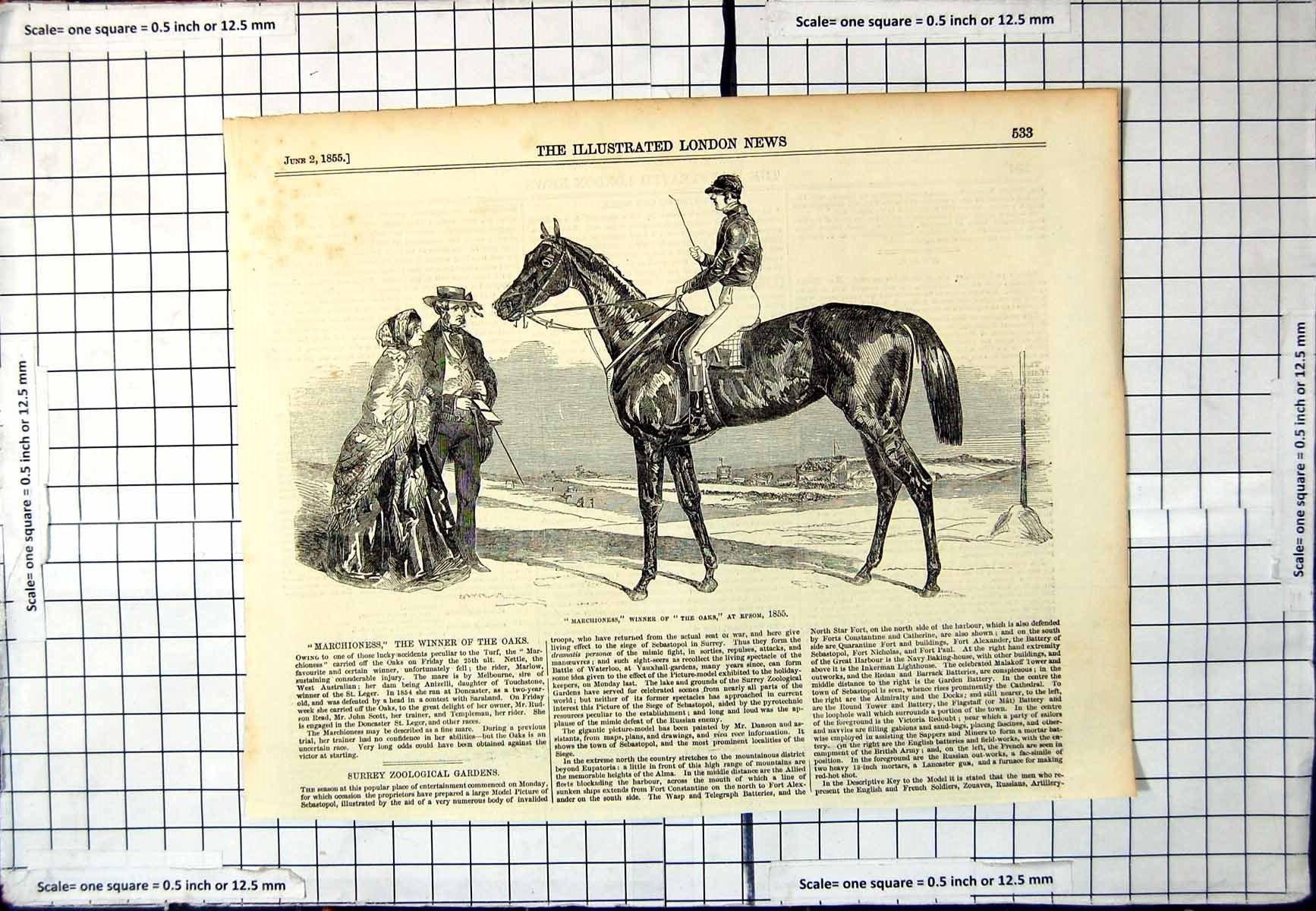 Old Antique Print Marchioness Horse Winner Oaks Epsom Jockey Admired 1855 19th
