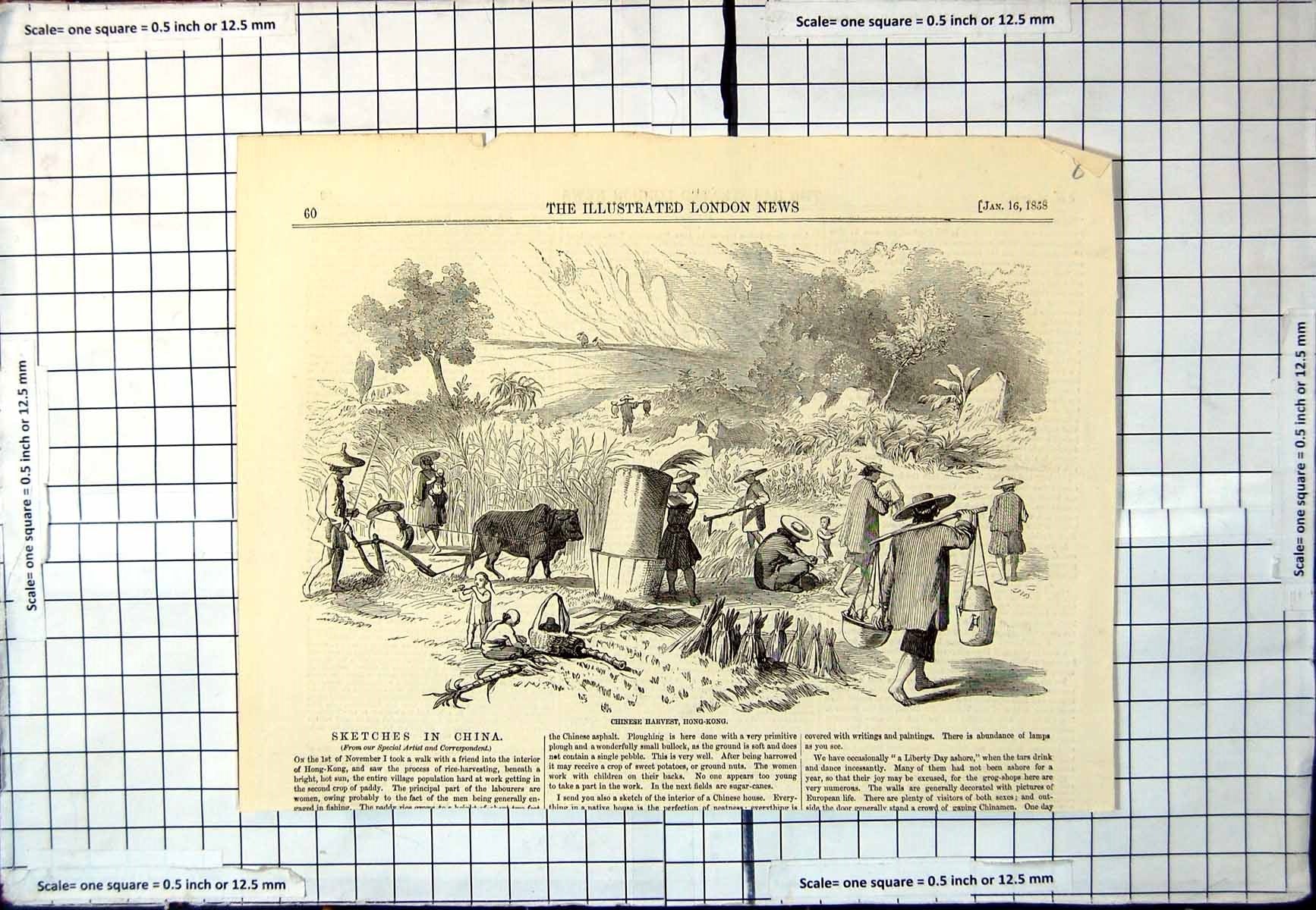 Antique Old Print Chinese Harvest Hong-Kong Oxen People Working Fields 1858