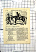 Antique Print Punch Cartoon Equestrian Policeman Looking Stolen Horse 1875 19th