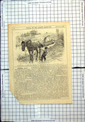 Antique Old Print Punch Cartoon Horse Pulling Barge Canal Stopped Child 1920