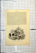 Old Print King'S Park Flesher'S-Haugh And Rutherglen Bridge Trees People