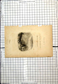 Antique Old Print Villeneuvel Animals Crossing Bridge Boat Byron Frontispiece