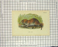 Original Old Antique Print Colour Bank Vole Rodent Nature