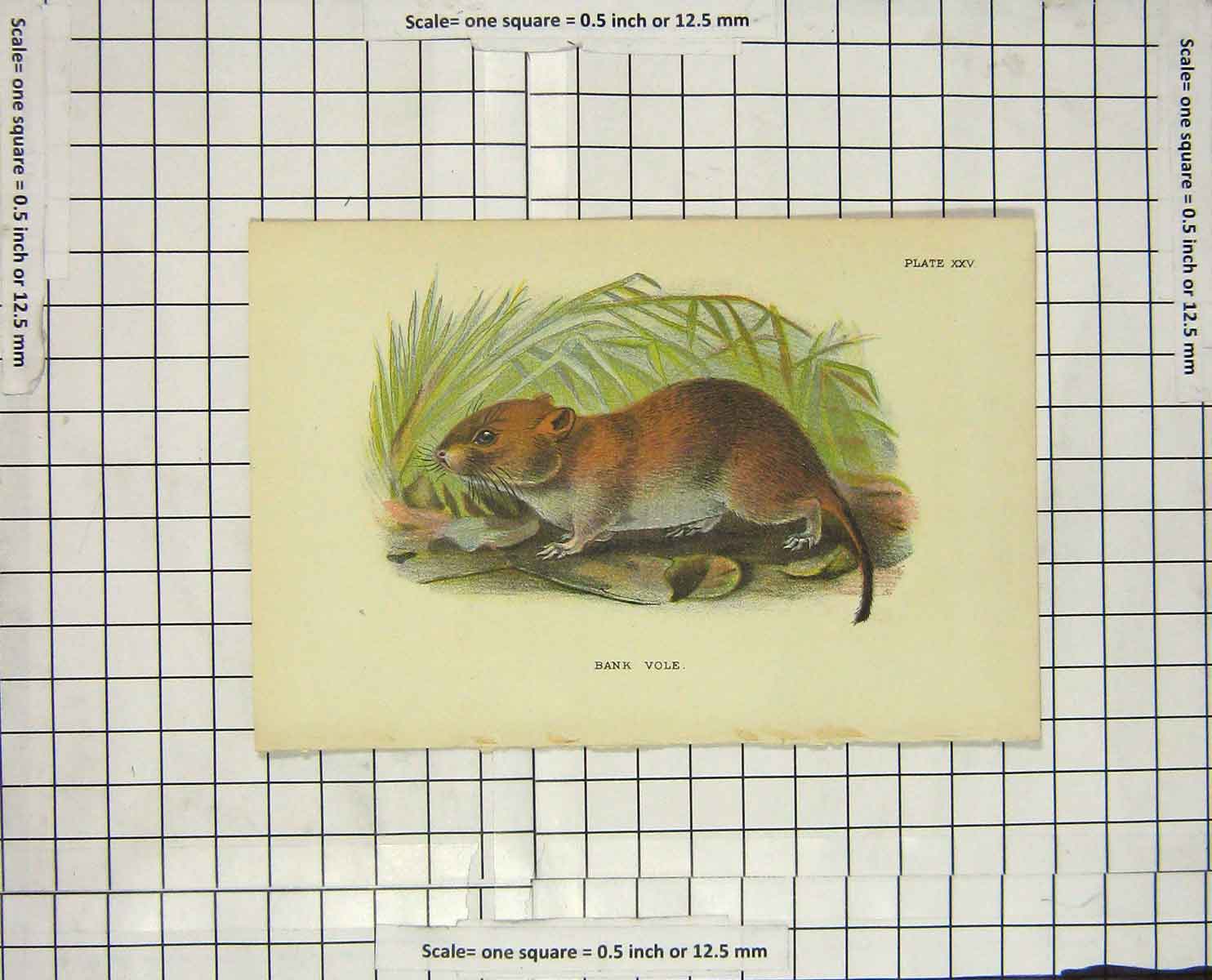 Original Old Antique Print Colour Bank Vole Rodent Nature