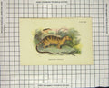 Original Old Antique Print Colour Hardwicke Hamigale Rodent