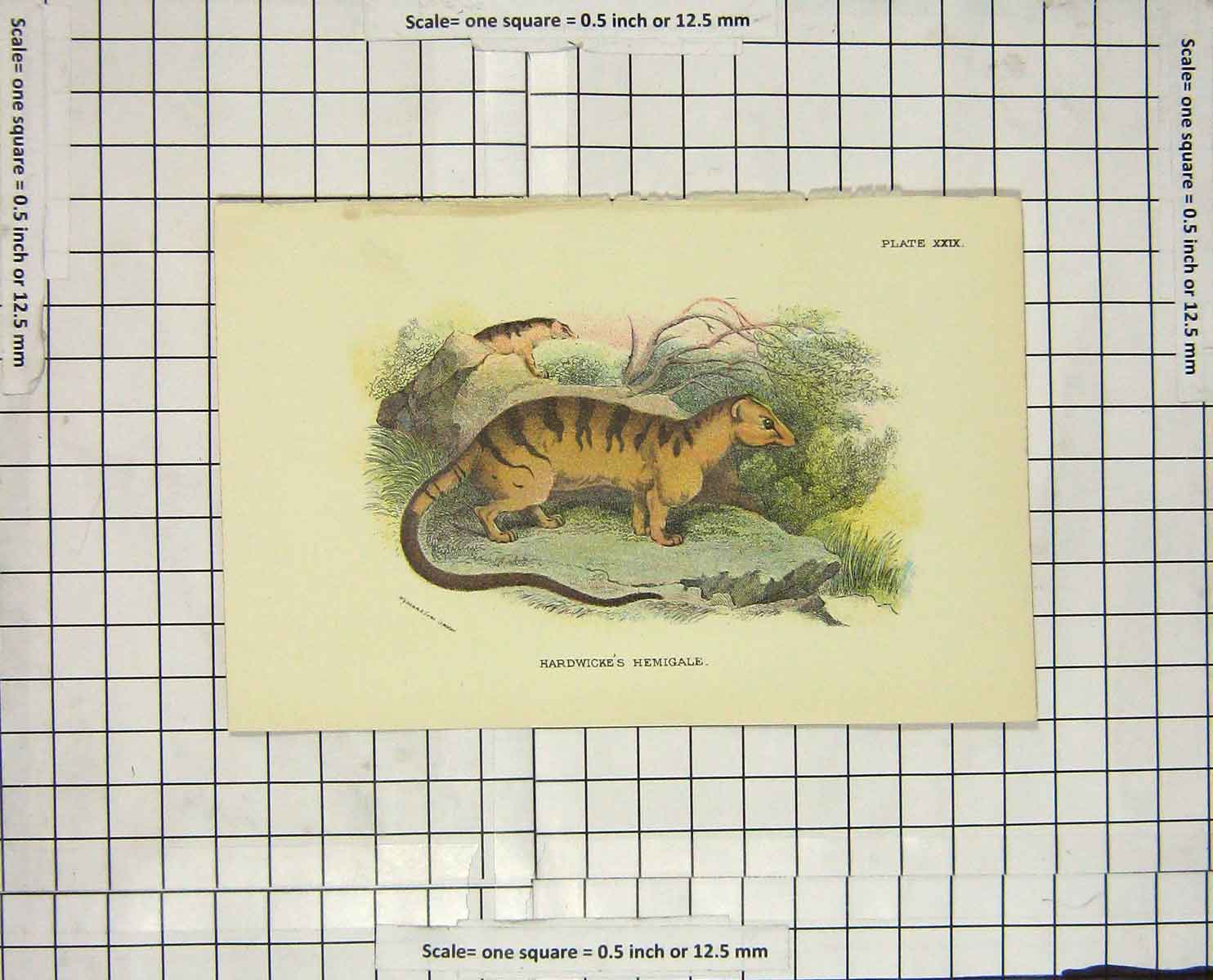 Original Old Antique Print Colour Hardwicke Hamigale Rodent