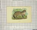 Original Old Antique Print Colour Wild Cat Animal Nature